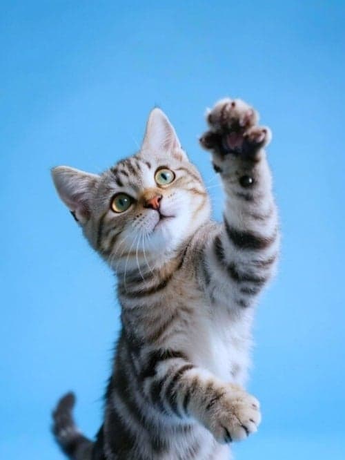 Original - Add and Remove Object from Image